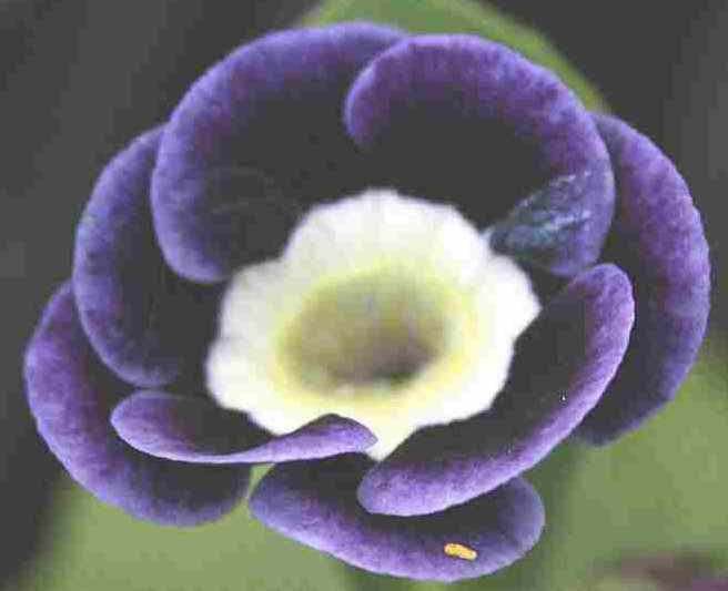 Auricula Beatrice
